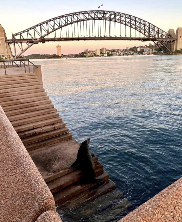 The Sydneyist is currently on summer hiatus.